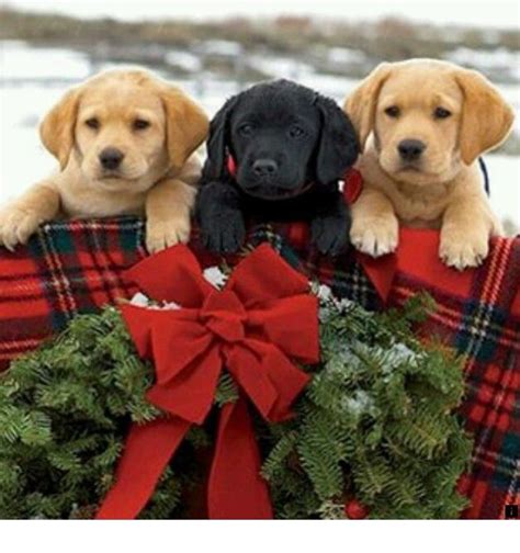 Download Merry Christmas Labrador Retriever Dog Files